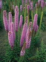 6x Lampepoetser (Liatris spicata 'Floristan Violett') - P9 pot (9x9)