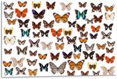 Tuinposter – Verschillende Soorten Vlinders - 90x60cm Foto op Tuinposter  (wanddecoratie voor buiten en binnen)