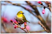 Dibond - Klein Geel Vogeltje op een Tak met Roze Bloementjes - 60x40cm Foto op Aluminium (Wanddecoratie van metaal)