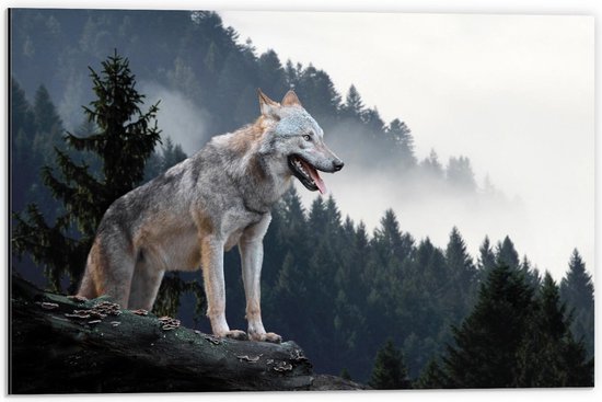 Dibond - Wolf op Rots - 60x40cm Foto op Aluminium (Wanddecoratie van metaal)