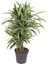 Dracaena Warneckei 100 cm