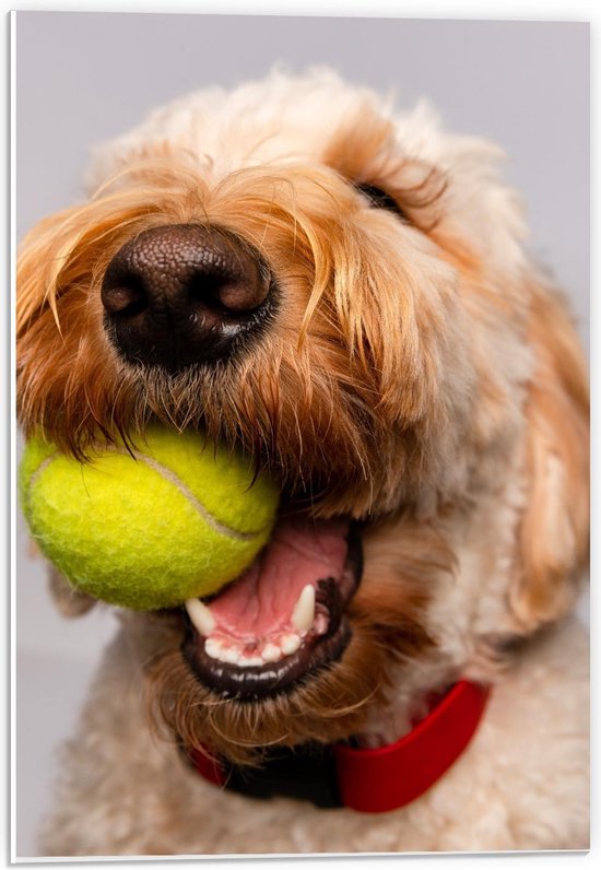 Forex - Blonde Labradoodle Hond met Tennisballetje - 40x60cm Foto op Forex