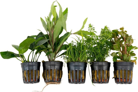 Gastvrijheid Factureerbaar Verrijking 5x Aquariumplanten - Mix 'Gezond Groen' - Aquarium planten levend - ↑ 15 cm  - Pot-Ø 5 cm | bol.com