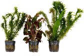 3x Aquariumplanten - Mix 'Koele Kleuren' - Aquarium planten levend -↑ 15 cm - Pot-Ø 5 cm