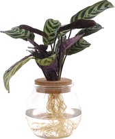 Ctenanthe op water in Bolglas + klikkurk - 30 cm - Hellogreen Kamerplanten