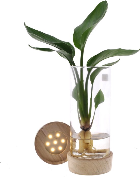 Strelitzia op water in Cylinderglas + verlichting 25 cm Hellogreen Kamerplanten