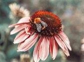 Nederlandse fotografen: hommel op bloem klein door J.C. Moyer op aluminium, formaat is 30X45 CM