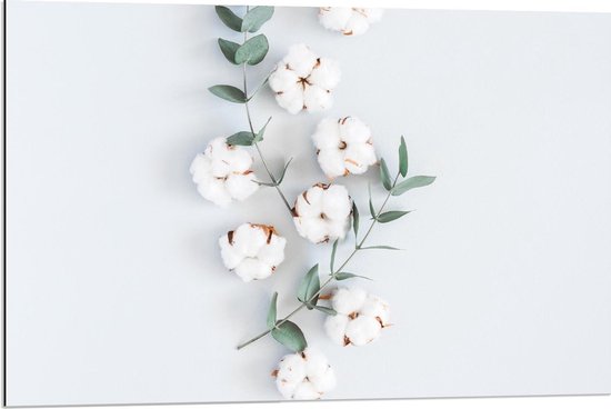 Dibond - Katoenplantjes op Witte Achtergrond - 90x60cm Foto op Aluminium (Met Ophangsysteem)