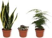 Set van 3 Kamerplanten - Asparagus Plumosus & Tradescantia Violet Hill & Sansevieria Superba - ±  25cm hoog - 12cm diameter