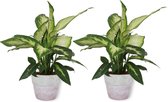 2x Kamerplant Dieffenbachia - ± 30cm hoog – 12 cm diameter - in lila betonnen piot