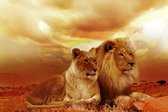 Painting Expert® Schilderen op nummer Volwassenen - Schilderen op nummer Kinderen - Twee Leeuwen - 40x50cm - Exclusief Lijst (24 kleurtjes)