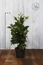 10 stuks | Laurier Etna Pot 40-50 cm | Standplaats: Half-schaduw | Latijnse naam: Prunus laurocerasus Etna