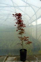 10 stuks | Rode beuk Pot 100-125 cm Extra kwaliteit - Bladverliezend - Populair bij vogels - Prachtige herfstkleur - Snelle groeier