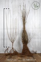 20 stuks | Wintergroene Liguster 'Atrovirens' Blote wortel 100-125 cm - Bladverliezend - Populair bij vogels - Semi-bladhoudend - Weinig onderhoud* Uit de Koelcel