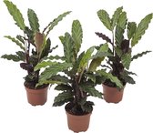 3x Calathea planten | Leuke planten en sluiten haar bladeren 's-nachts | Super luchtzuiverend | Calathea Rufibarba | Ø 12 cm - Hoogte 32 cm (waarvan +/- 25 cm plant en 10 cm pot) | Kamerplant