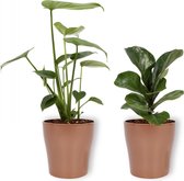 Set van 2 Kamerplanten - Monstera Deliciosa & Ficus Bambino - ±  30cm hoog - 12cm diameter - in koper kleurige pot