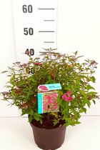 10 stuks | Japanse spierstruik 'Anthony Waterer' Pot 30-40 cm - Bloeiende plant - Geschikt als lage haag - Informele haag - Bladverliezend