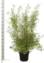 10 stuks | Fargesia nitida Pot 100-125 cm - Groeit breed uit - Groeit opgaand - Snelle groeier