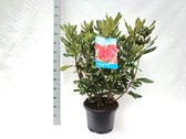 10 stuks | Rhododendron Nova Zembla Pot 60-70 cm Extra kwaliteit | Standplaats: Half-schaduw | Latijnse naam: Rhododendron Nova Zembla