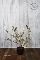 10 stuks | Vlinderstruik 'Lochinch' Pot 70-80 cm Extra kwaliteit - Informele haag - Insectenlokkend - Bladverliezend - Bloeiende plant - Groeit breed uit - Groeit opgaand