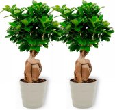2x Kamerplant Ficus Ginseng - Bonsai - ± 30cm hoog - 12cm diameter - in grijze pot
