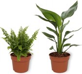 Set van 2 Kamerplanten - Nephrolepis Vitale & Strelitzia Reginae  - ±  30cm hoog - 12cm diameter