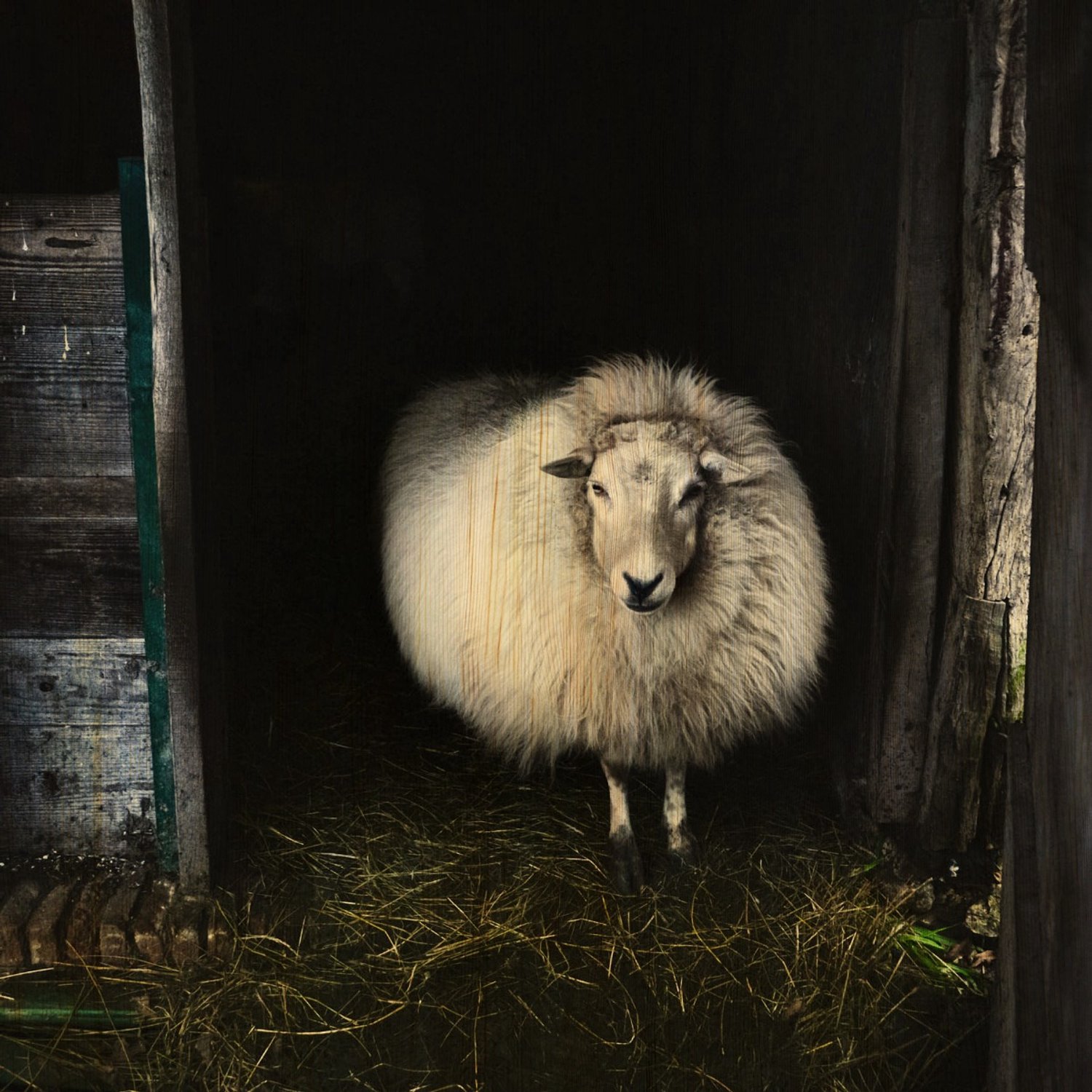Schilderij berkenhout Schaap 74x74cm