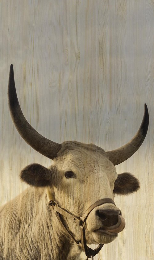 Schilderij - koe - Collectie european wildlife - Hout met leren lussen - 70x118cm