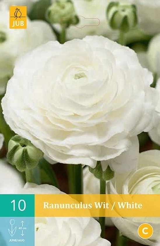 Holand Ranunculus Ranunculus Wit Vj 6/7 - 10st - Bloembollen - JUB Holland | bol