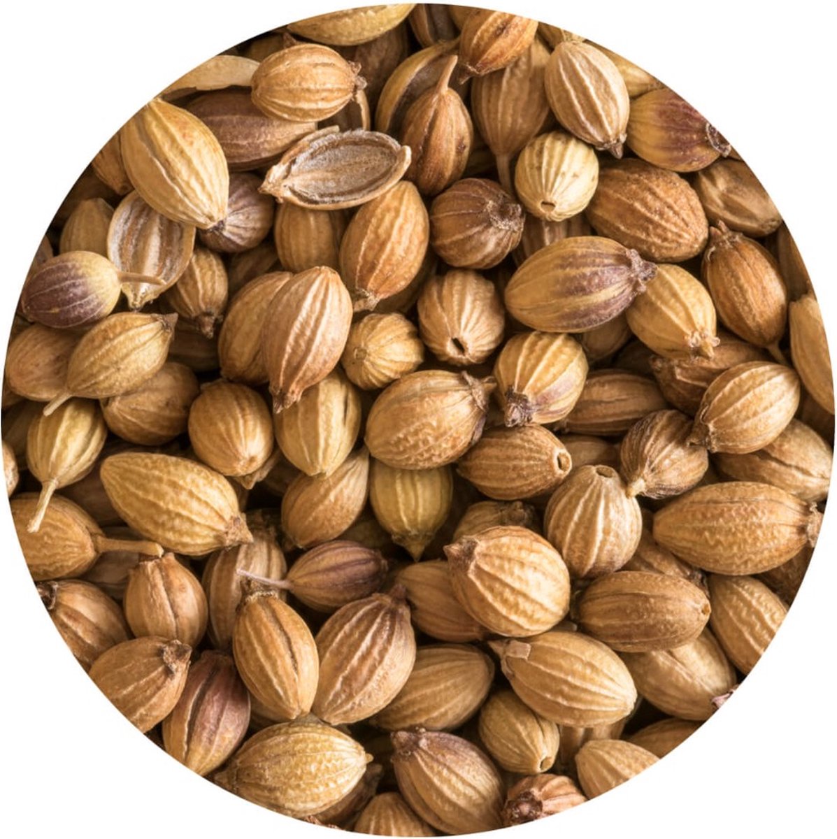 Goedkoopste Koriander Heel kiemarm - 1 Kg - Holyflavours