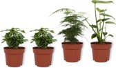 Set van 4 Kamerplanten - 2x Coffea Arabica & 1x Asparagus Plumosus  & 1x Monstera Deliciosa - ± 25cm hoog - 12cm diameter - in betonnen roze pot