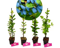 Set van 4 Honingbessen- Lonicera caerulea – Hoogte 30cm – 9cm pot – Mix A