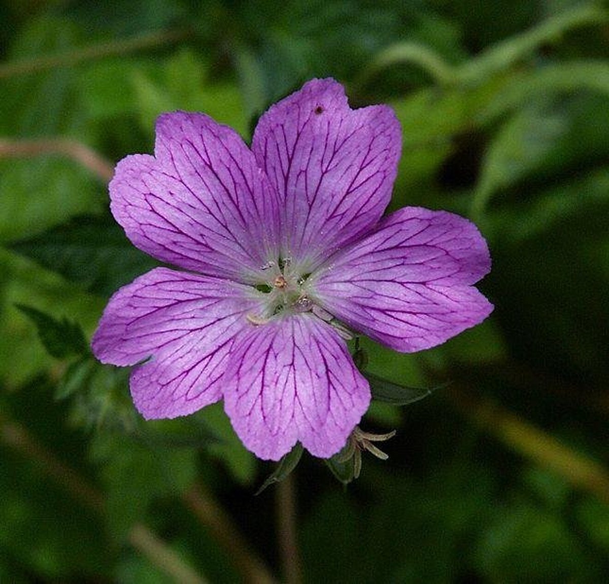 stuks | BLACK FRIDAY KORTING Geranium endressii C2 | Latijnse naam: Geranium endressii