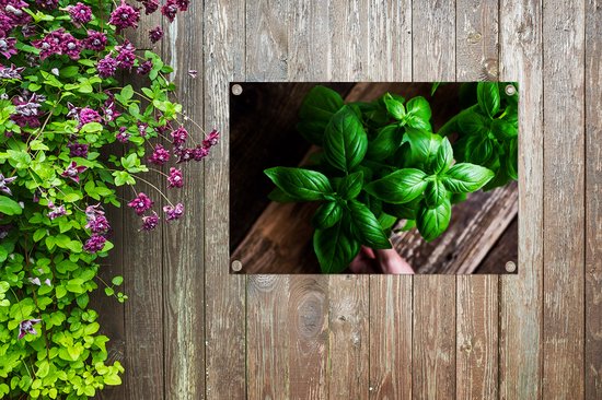 Tuinposters buiten Basilicum planten - 90x60 cm - Tuindoek - Buitenposter