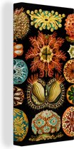 Canvas - Zeedieren - Kleurrijk - Zwarte achtergrond - Oude meesters - Wanddecoratie - Canvas schilderij - Schilderijen woonkamer - Canvas schildersdoek - 40x80 cm