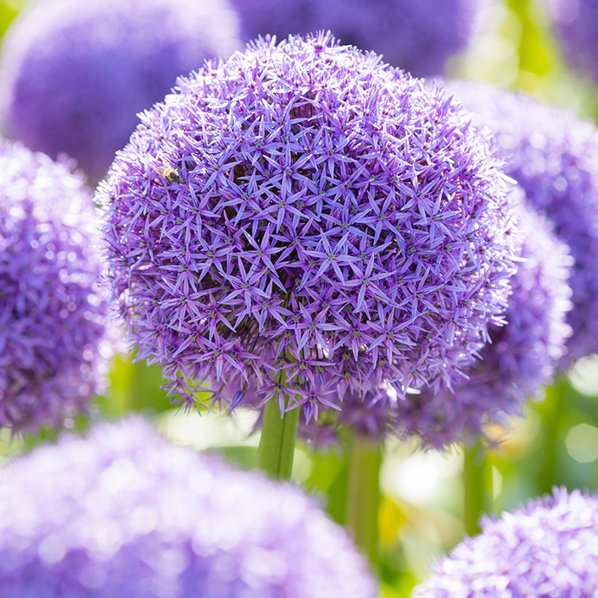 Allium Globemaster® | 1 stuk | Paars | Sierui Bollen