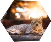 WallClassics - Dibond Hexagon - Luie Poes - 60x52.2 cm Foto op Hexagon (Met Ophangsysteem)