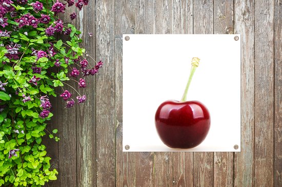 Affiche de jardin Cerisier solitaire avec une tige verte 50x50 cm - petit - Toile de jardin / Toile d'extérieur / Peintures pour l'extérieur (décoration de jardin)