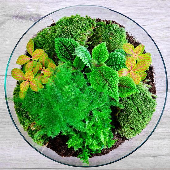 Miniecosysteem Planten terrarium Koepel Dome 30 cm Ø 30 cm Plant in glazen bol