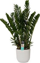 Decorum Zamioculcas in Elho Vibes Fold Rond sierpot (zijdewit) - Duynplant - Groene plant- Hoogte  90 cm