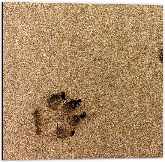 WallClassics - Dibond - Sporen van een Hond in het Zand - 50x50 cm Foto op Aluminium (Met Ophangsysteem)