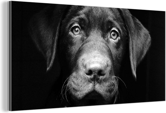 Wanddecoratie Metaal - Aluminium Schilderij Industrieel - Close-up labrador puppy tegen zwarte achtergrond in zwart-wit - 120x60 cm - Dibond - Foto op aluminium - Industriële muurdecoratie - Voor de woonkamer/slaapkamer
