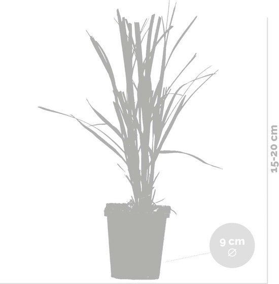 3x Cortaderia selloana – Pampasgras – Siergrassen – Winterhard – ⌀10,5 cm - 20-25 cm - Bloomique