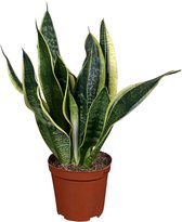 ZynesFlora - Sansevieria Trifasciata Futura Superba - Ø12 cm - Hoogte 30 - 40 cm - Kamerplant