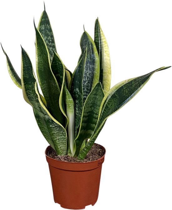 Sanseveria Trifasciata Laurentii kopen