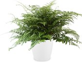 Kamerplant van Botanicly – Asplenium incl. sierpot wit als set – Hoogte: 50 cm – Asplenium Parvati
