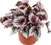 Begonia 'Evening Glow' - Bladbegonia - Roze wit - ↑25-30 cm - Ø12 cm