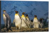 Dibond –Pinguïns – 150x100 Foto op Aluminium (Wanddecoratie van metaal)