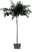 Moeraseik | dakboom | Quercus Palustris | Stamomtrek: 8-10 cm