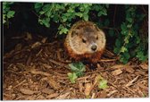 Dibond –Bever in de Struiken– 60x40 Foto op Aluminium (Wanddecoratie van metaal)